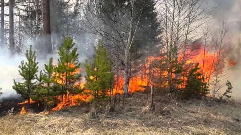 Режим ЧС введен в Миассе из-за лесных пожаров