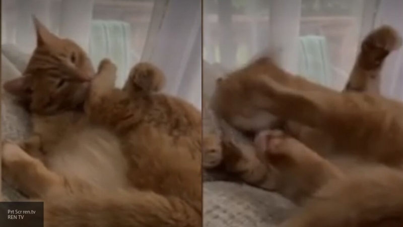 Драка кота с собственной лапой попала на видео