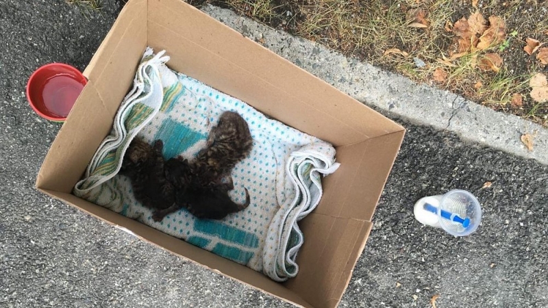 «Раздавать будем через месяц»: четверых котят спасли из-под капота авто в Озерске