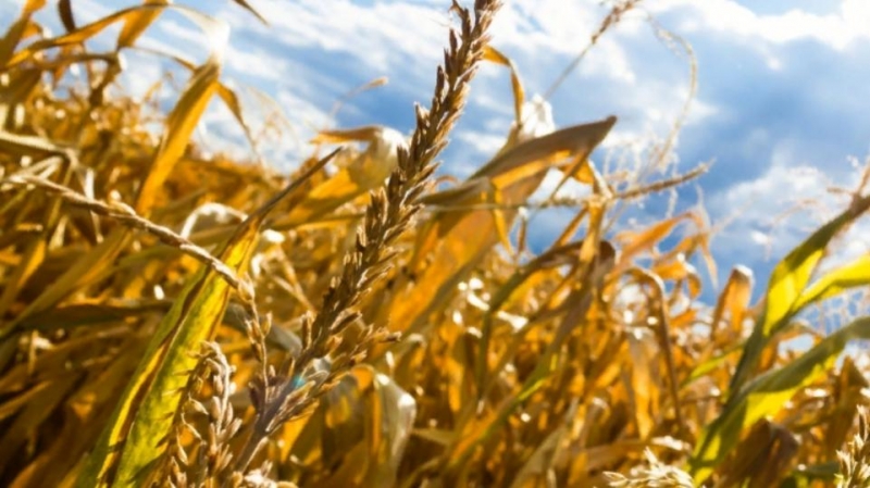На 40 процентов меньше зерна будет из-за засухи в Челябинской области 