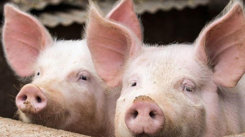 В Россельхознадзоре предупредили о возможной вспышке африканской чумы свиней