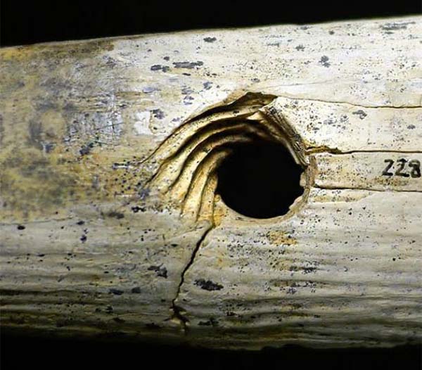 Ученые определили истинное предназначение древнего инструмента из кости мамонта