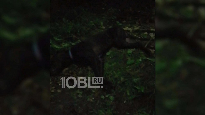 Из-за брошенных после урагана оборванных проводов в Челябинске погибла собака