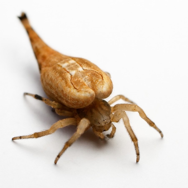 Чем опасен паук-скорпион