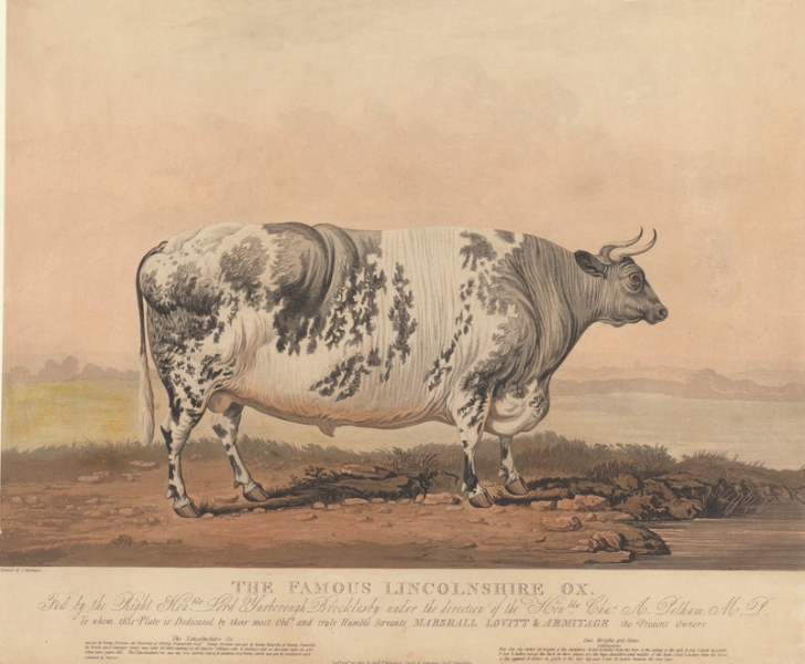 Зачем в XIX веке фермеры заказывали портреты своих толстых животных
