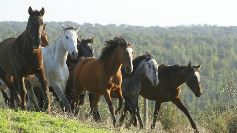 В Челябинской области неизвестный угнал табун лошадей