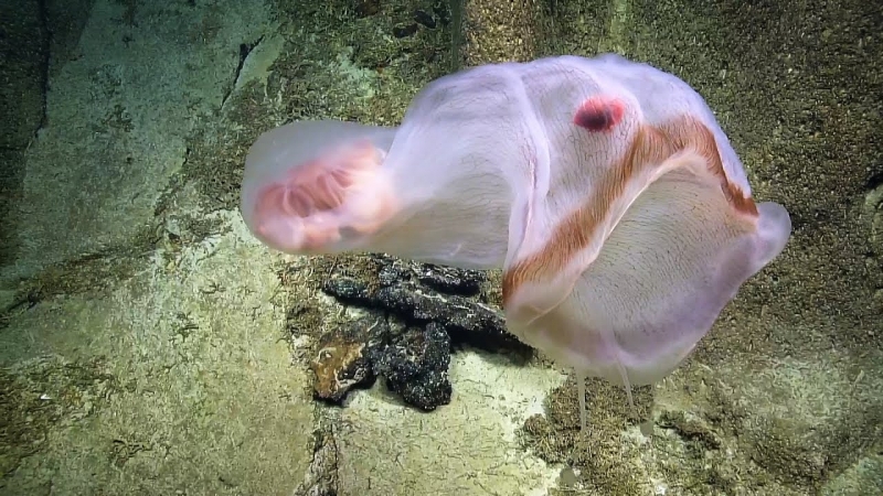 Редкую медузу сняли на видео в Тихом океане на глубине 790 метров
