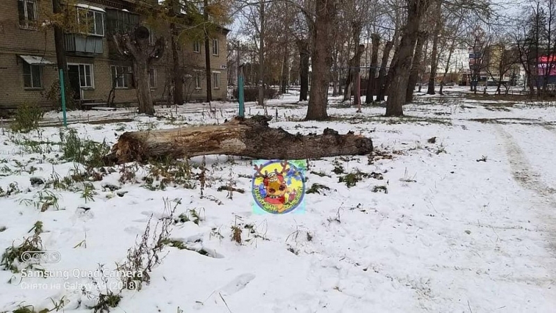 В Челябинске школьницу придавило деревом