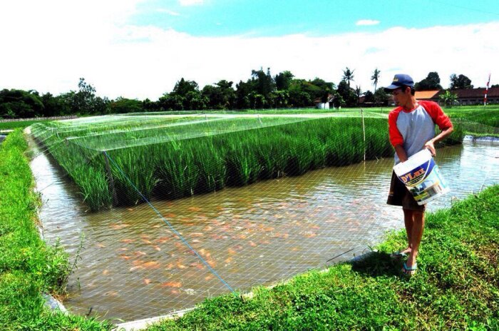Зачем на рисовые поля запускают рыбу