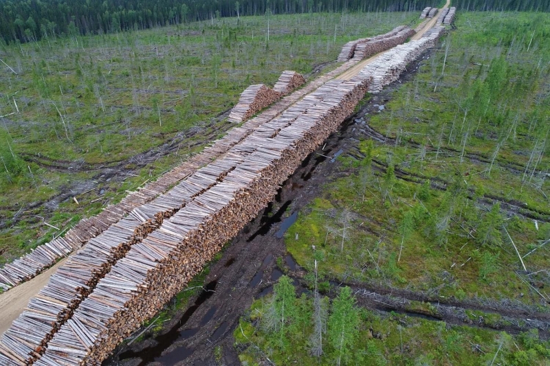 Контрабанду леса на 35 млн рублей раскрыли в Иркутской области