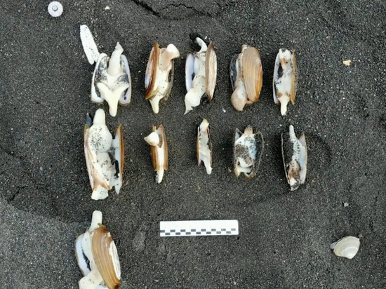 Установлен яд, которым были отравлены морские животные на Камчатке