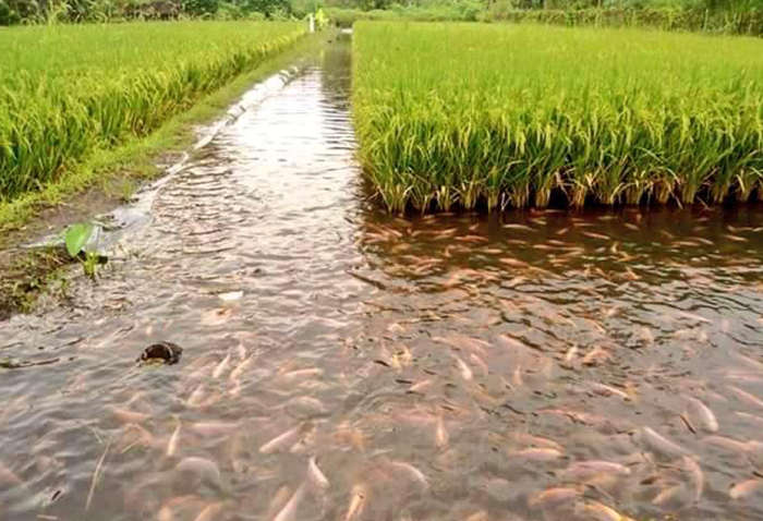 Зачем на рисовые поля запускают рыбу