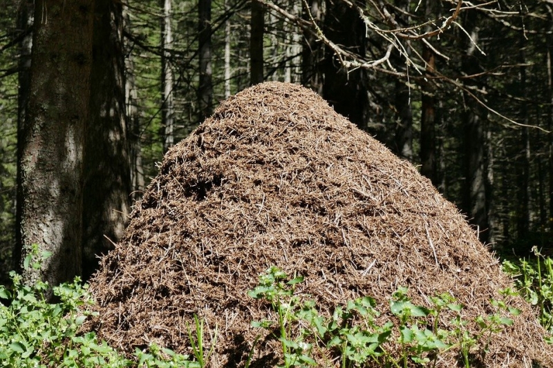 Сколько муравьев в муравейнике?