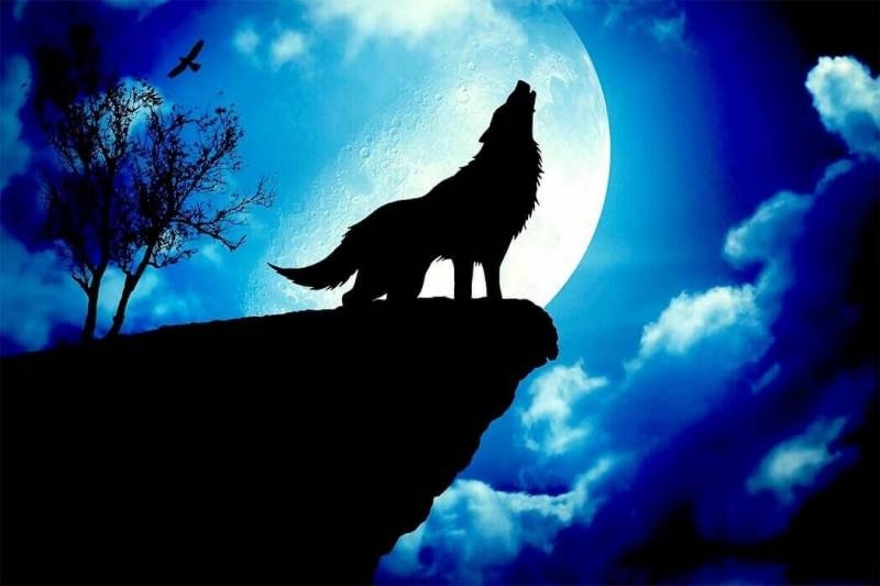 
«Луна Волка» 28 января 2021 года, чем опасен этот день, чего нельзя делать по мнению астрологов                
