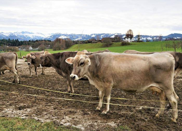 
Как ген холодоустойчивости якутских животных будут массово использовать в скотоводстве                