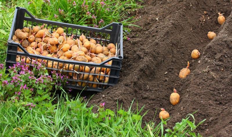 
Какой секретный ингредиент положить в лунку к картофелю для повышения урожайности в два раза                