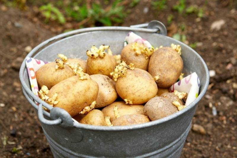 
Какой секретный ингредиент положить в лунку к картофелю для повышения урожайности в два раза                