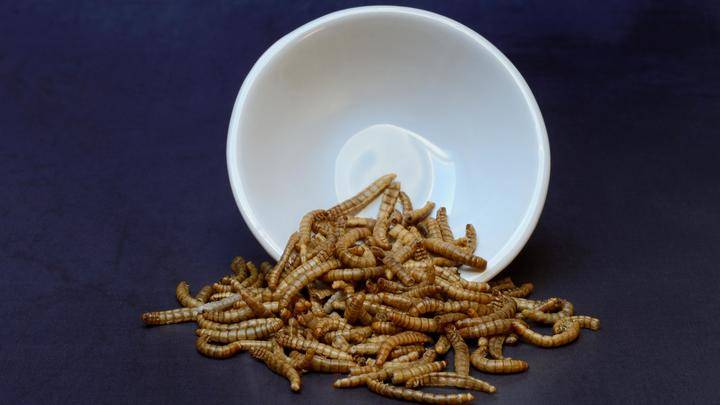 
Уже в этом году в Европе могут появиться продукты из мучных червей и других насекомых                