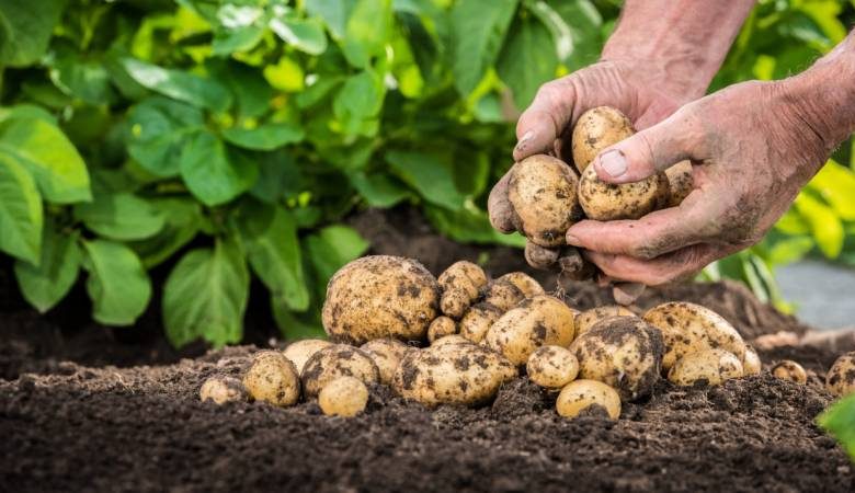 
Огородников будут штрафовать за «незаконные семена» картофеля для посадки                