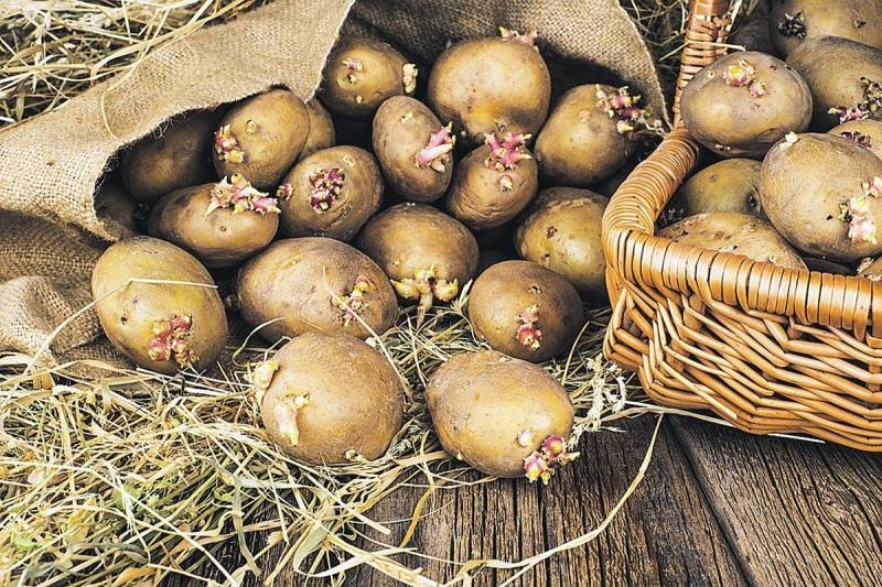 
Огородников будут штрафовать за «незаконные семена» картофеля для посадки                
