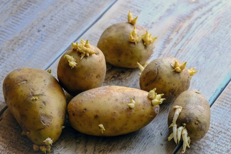 
Как можно с пользой применить картофельные ростки, которые принято выбрасывать                