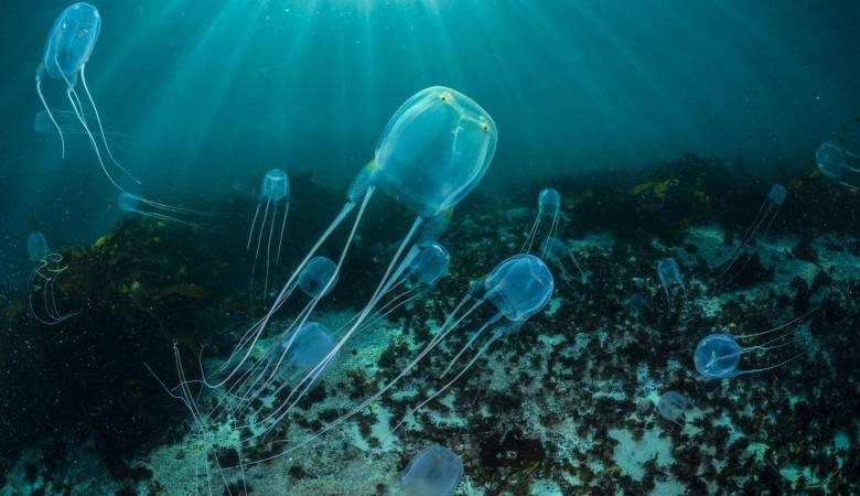 
Если не можем победить, можем съесть: медуз Азовского моря предложили использовать в пищу                