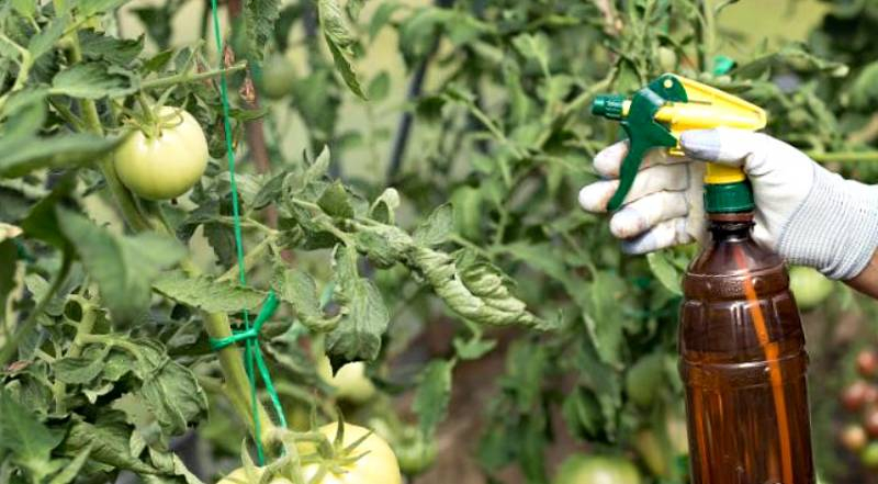 
Подкормка томатов в июле 2021 года: как увеличить урожай помидоров                