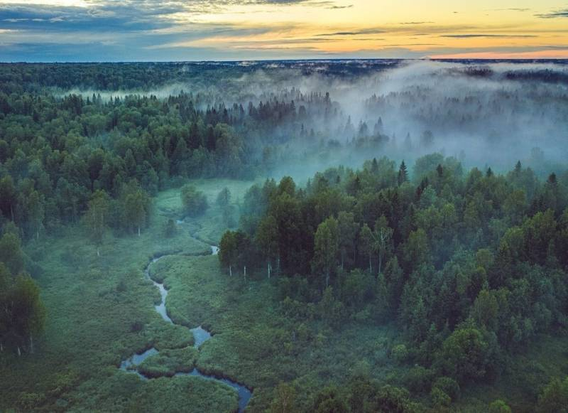 
Норвежские ученые уверены, что площадь российских лесов растет                