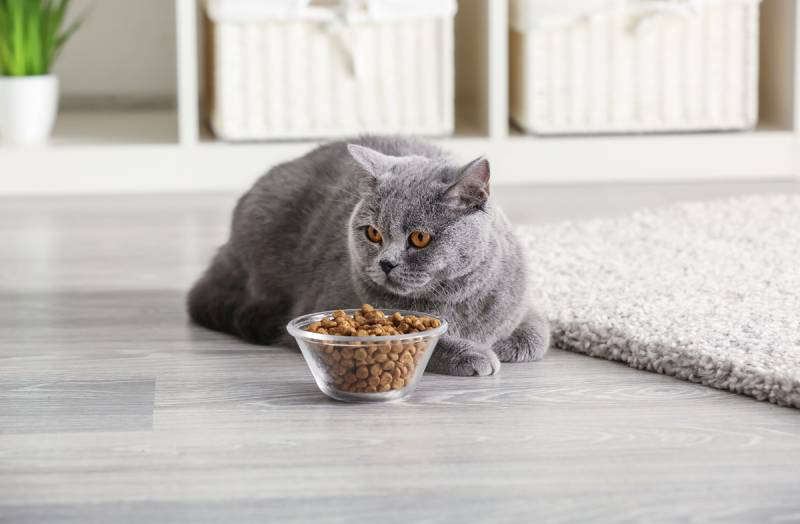 
Готовый корм для котов и собак обеспечивает им полноценное питание, и укрепит их здоровье                