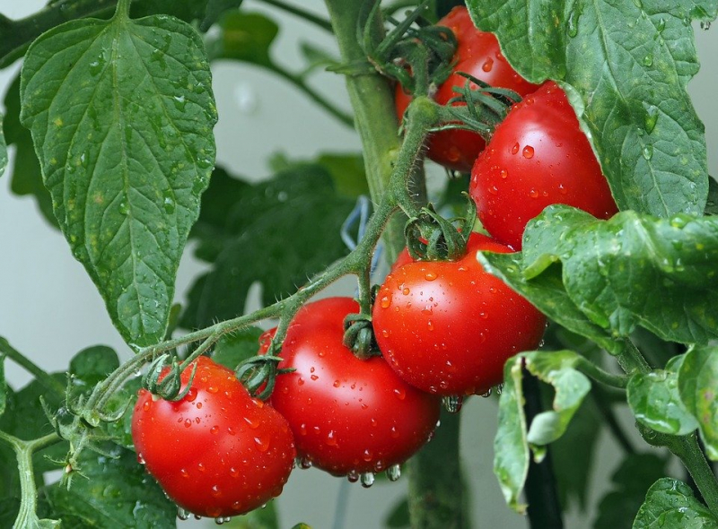 В белорусских томатах нашли вирус