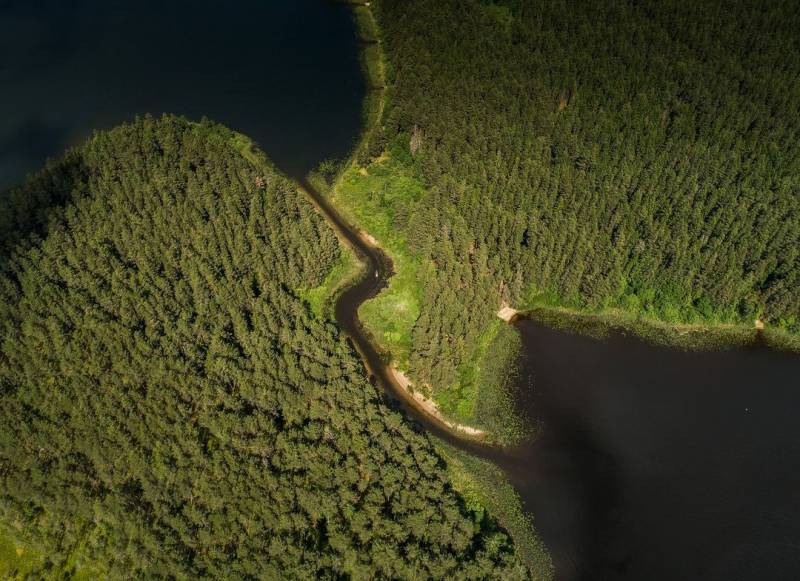 
Норвежские ученые уверены, что площадь российских лесов растет                
