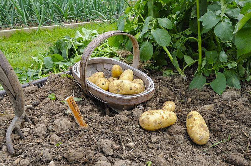 
Как и когда выкапывать картошку на хранение в Московской области в 2021 году                
