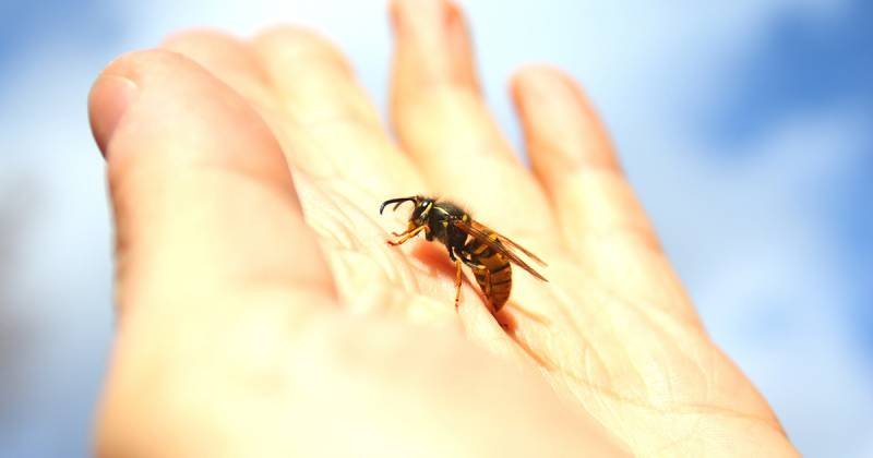 
Первая помощь при укусе осы и возможные последствия                