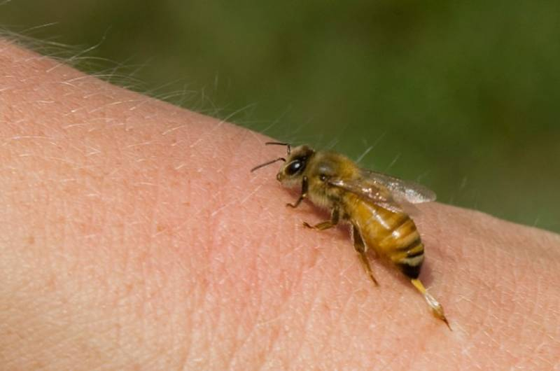 
Первая помощь при укусе осы и возможные последствия                