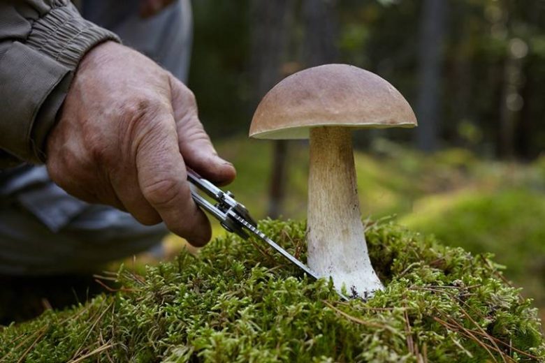 
Кулинарные традиции: у каких народов не принято есть грибы и почему                