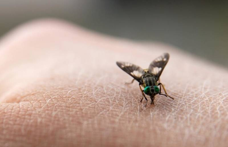 
Чем вызвана агрессия мух, и как обработать место укуса                
