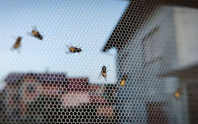 
Чем вызвана агрессия мух, и как обработать место укуса                