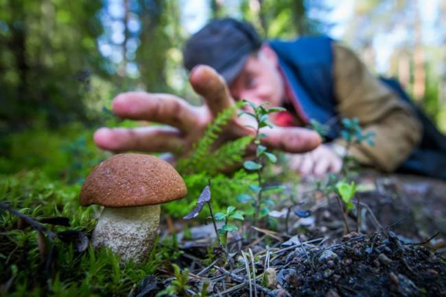 
Где в Подмосковье можно собрать много грибов в сентябре 2021 года                