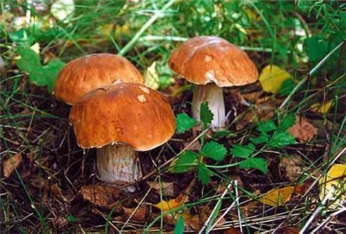 В российских лесах начали бронировать грибы
