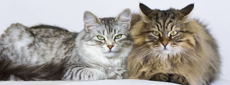 
Установлено, что опасный кошачий паразит может влиять на поведение человека                