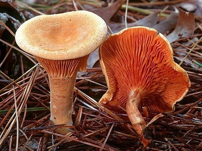 
Чем отличаются от съедобных очень похожие на них ядовитые грибы                