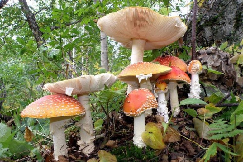 
Чем отличаются от съедобных очень похожие на них ядовитые грибы                
