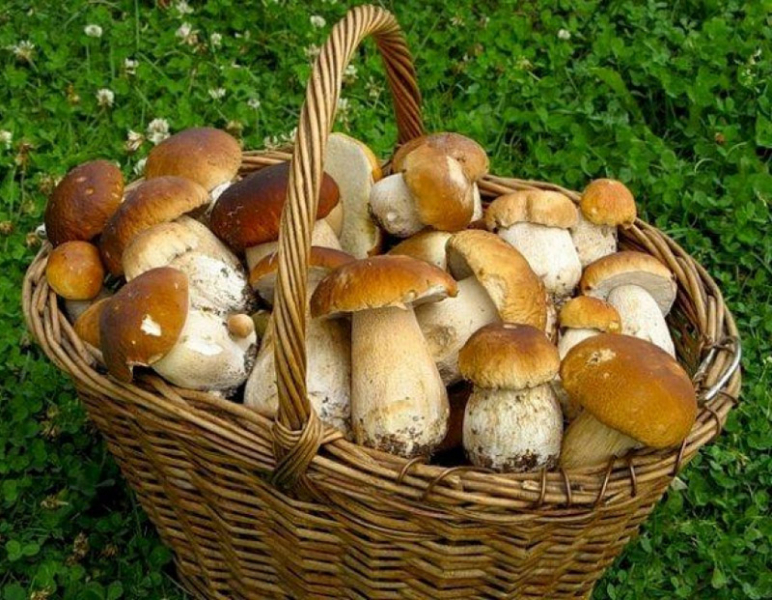 
Когда можно отправляться в леса Подмосковья за грибами                