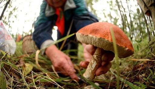 
Когда можно отправляться в леса Подмосковья за грибами                