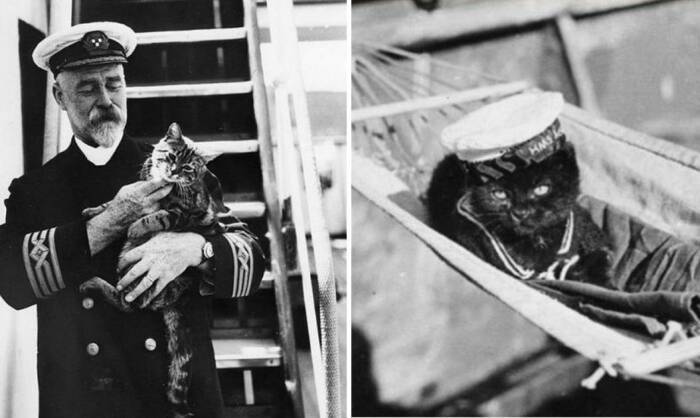 
Для чего моряки брали котов в плавание и какую пользу приносили животные на борту корабля                