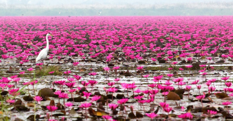Озеро Красных Лотосов в Таиланде