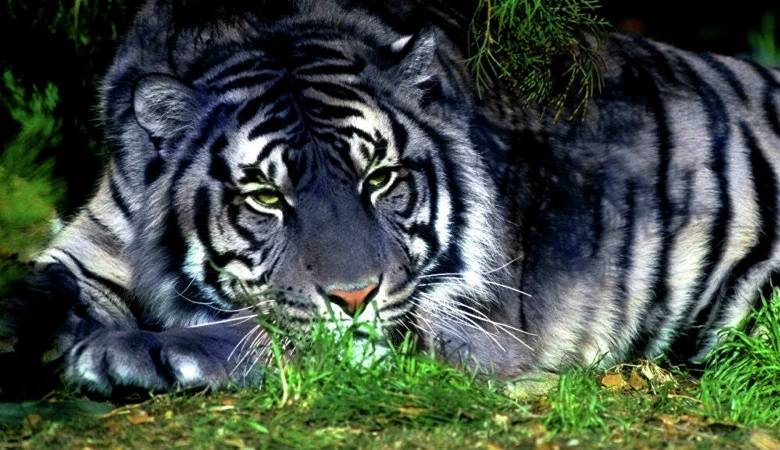 
Как «задобрить» Черного Водяного Тигра и добиться его расположения в 2022 году                
