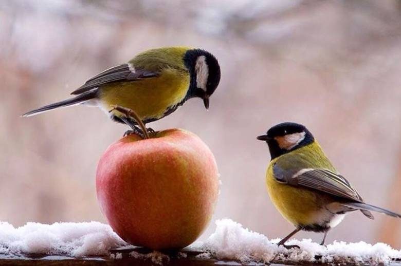 
Синичкин день 12 ноября: откуда пошло такое название и для чего наши предки наблюдали за поведением птиц                