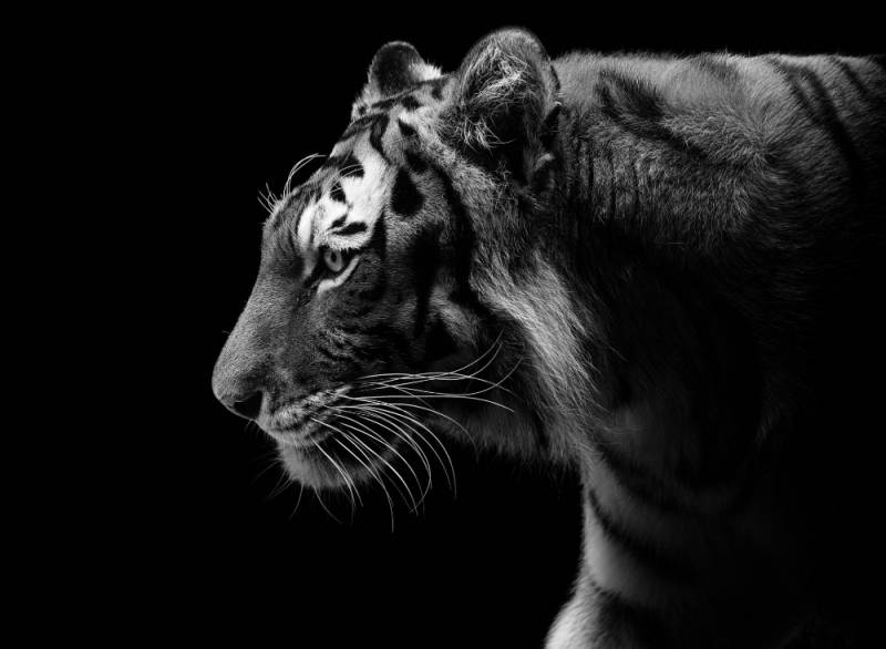 
Каким знакам зодиака Черный Водяной Тигр принесет удачу в 2022 году                