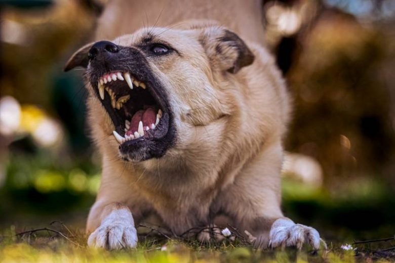 
Автомобилист в Мытищах натравил бойцового пса на девушку: подробности происшествия                